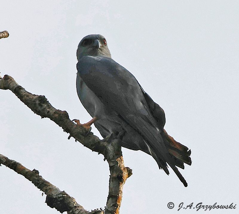Plumbeous Kite