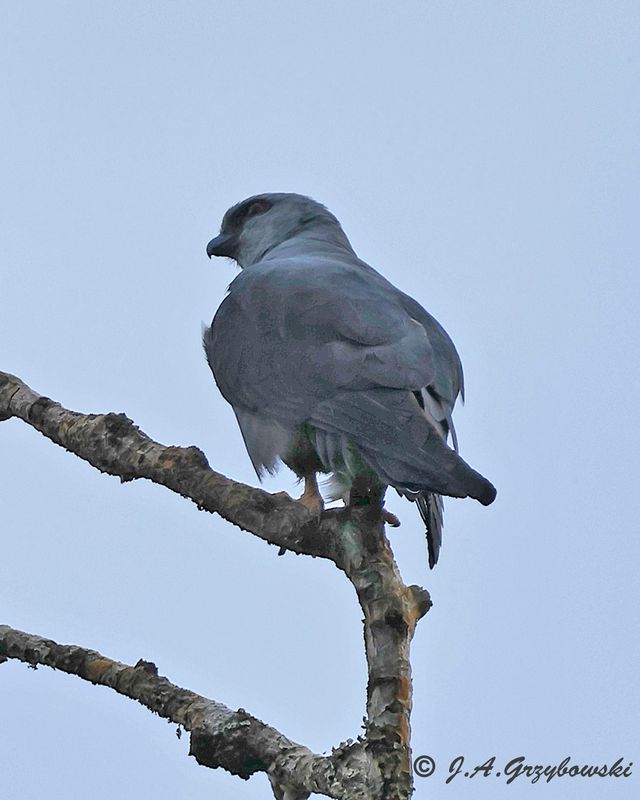 Plumbeous Kite