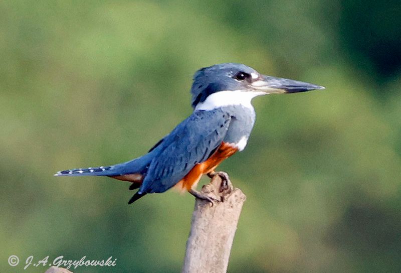 Ringed Kingfisher