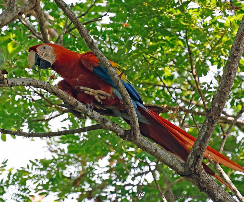 Scarlet Macaw
