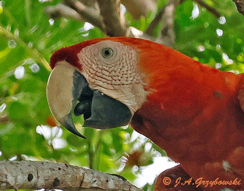 Scarlet Macaw