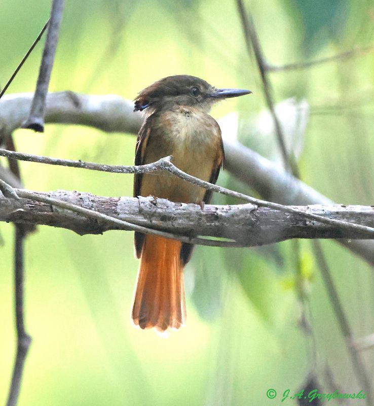 Royal Flycatcher