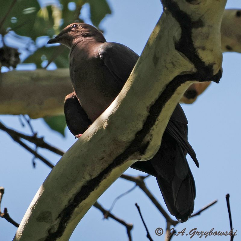Short-billed Pigeon