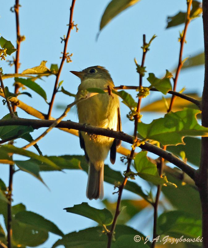 Yellow-bellied Flycatcher