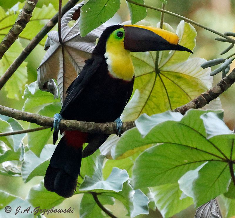 Yellow-throated Toucan