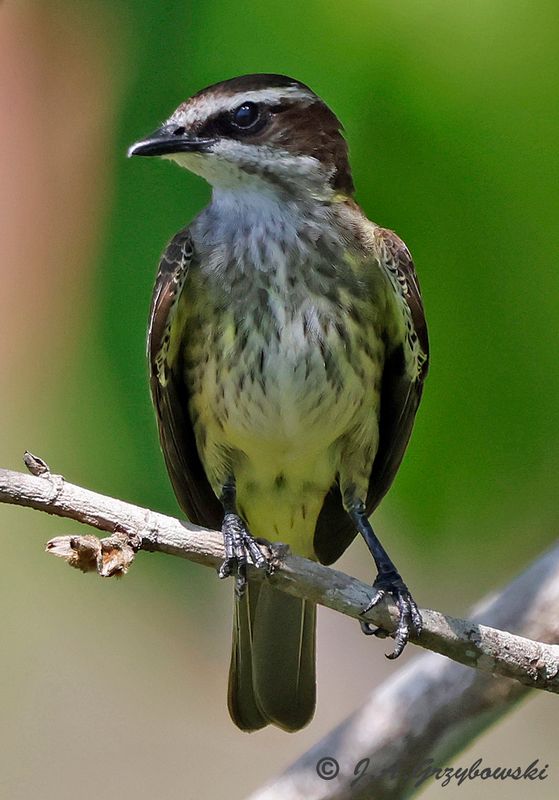 Piratic Flycatcher