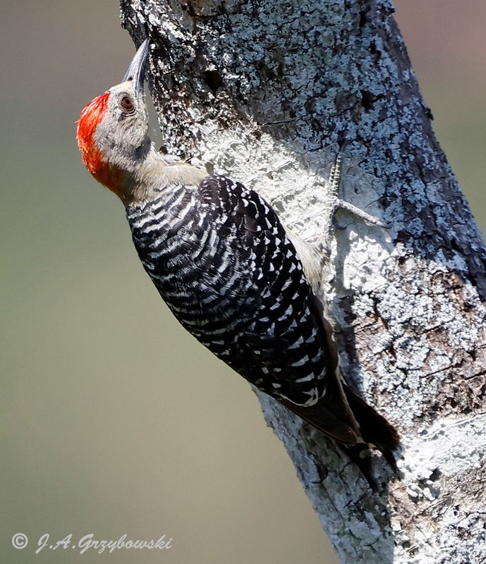 Red-crowned Woodpecker