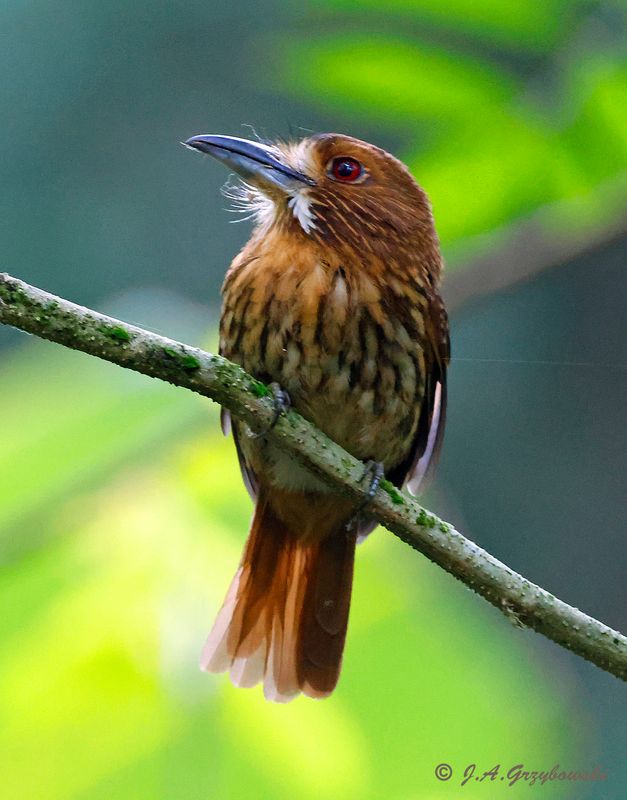White-whiskered Puffbird