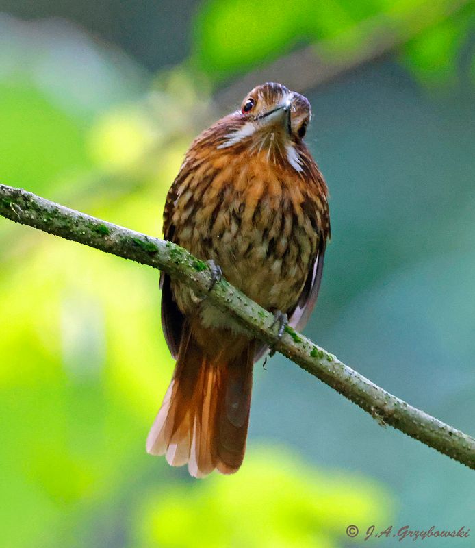 White-whiskered Puffbird