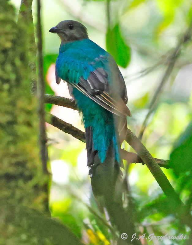 Resplendant Quetzal