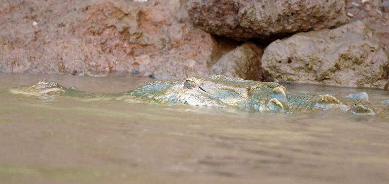 American Crocodile