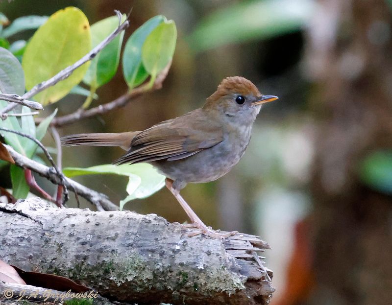 Ruddy-capped Nightingale-Thrush
