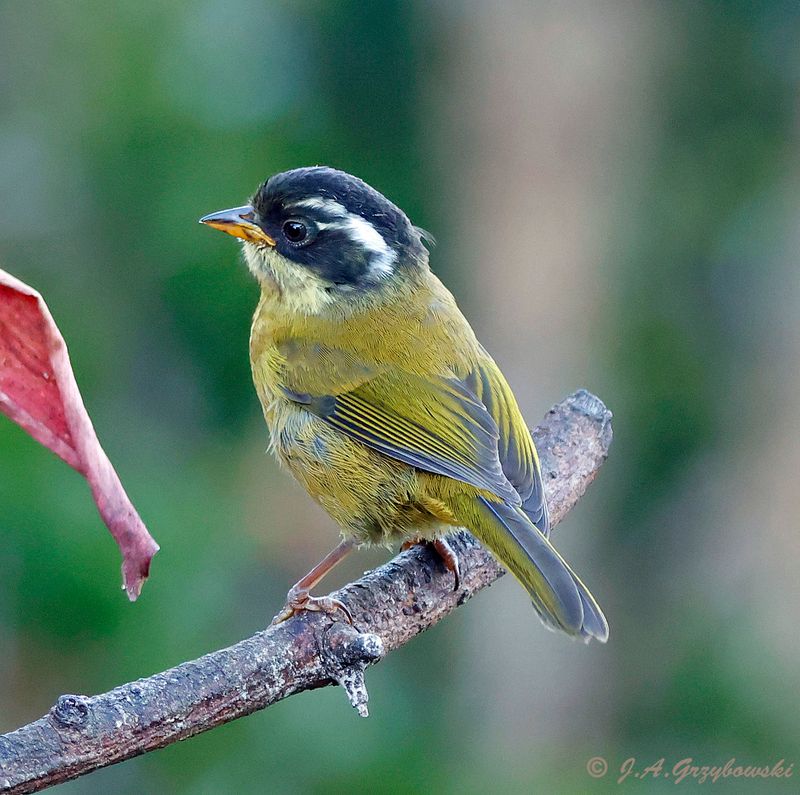 Sooty-capped Chlorospingus