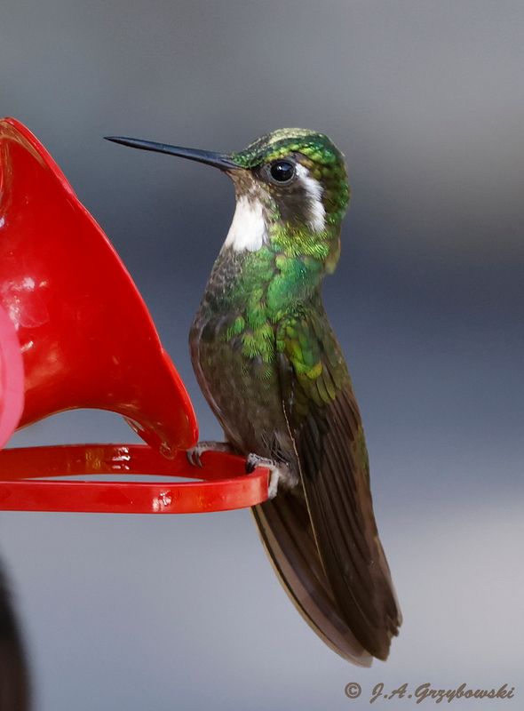 White-throated Mountain-Gem