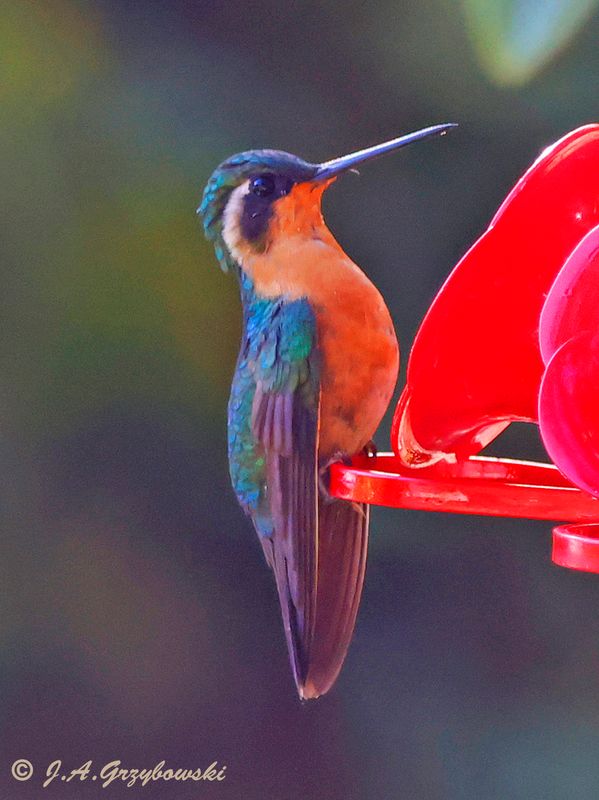 White-throated Mountain-Gem