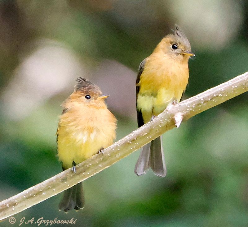 Tufted Flycatcher