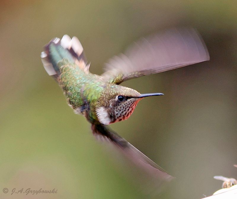 Volcano Hummingbird