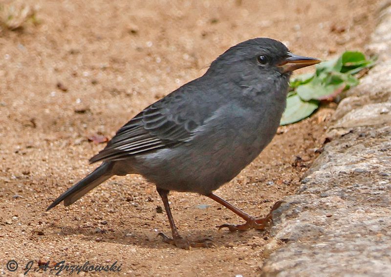 Peg-billed Finch