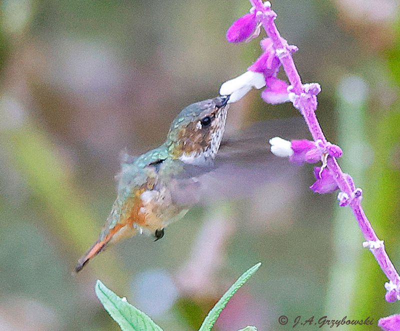 Scintillant Hummingbird