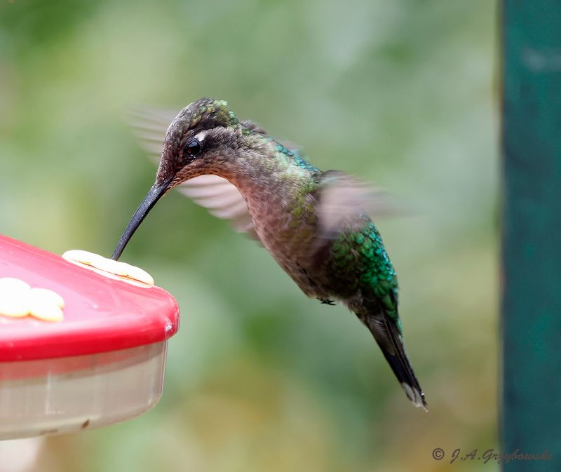 Talamanca Hummingbird