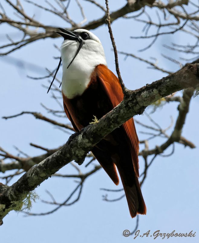 Three-wattled Bellbird