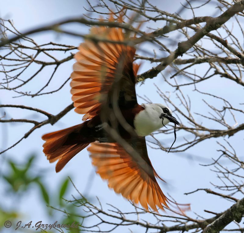 Three-wattled Bellbird