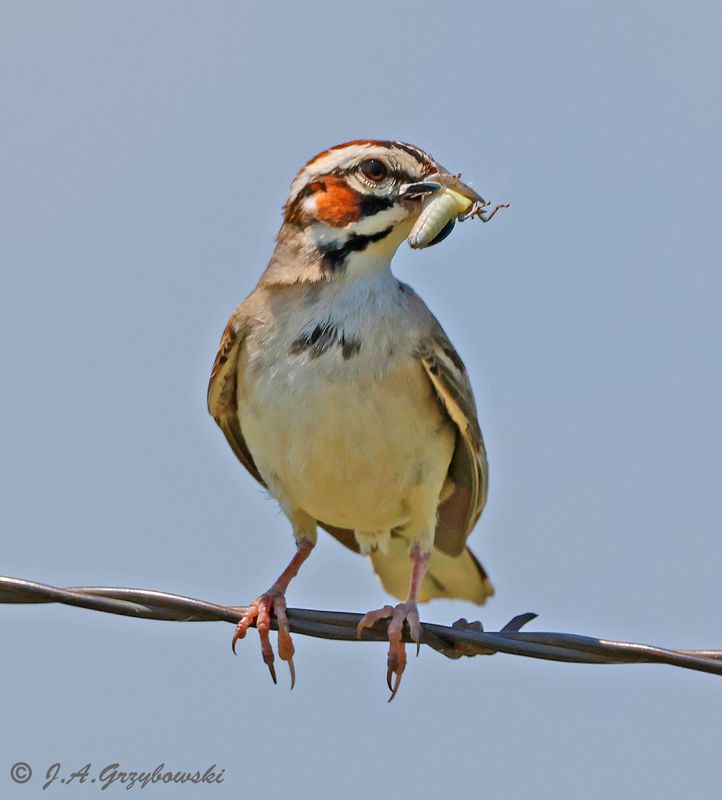 Lark Sparrow