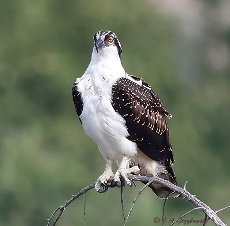 Osprey