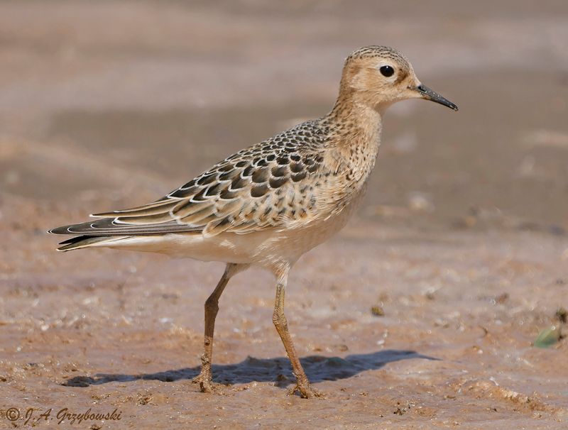 Buff-breasted Sandpiper