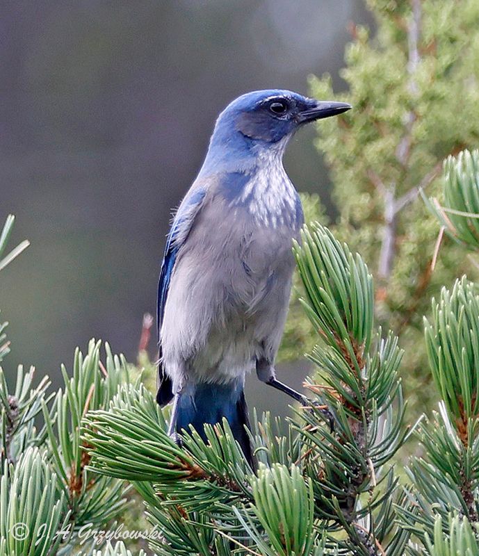 Woodhouses Scrub Jay