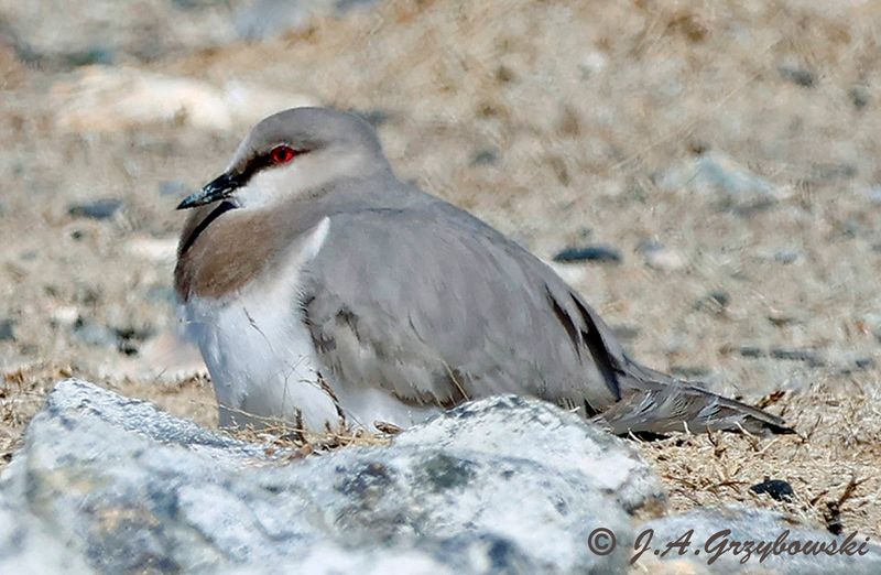 Magellanic Plover
