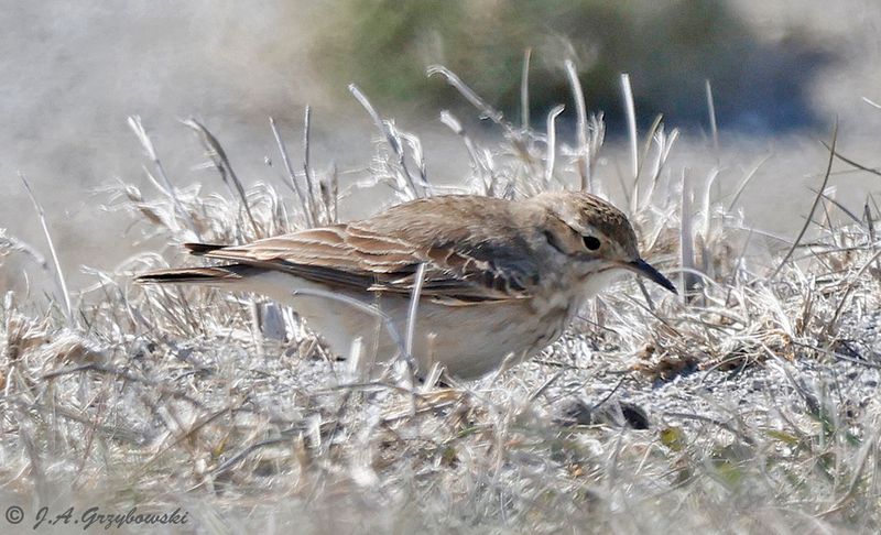 Common Miner (Patagonian)