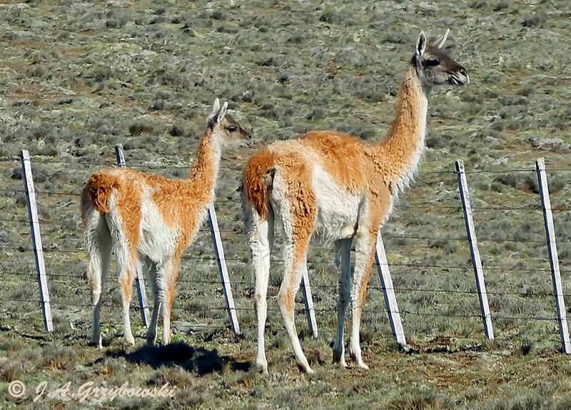 Guanaco (Lama guanicoe)
