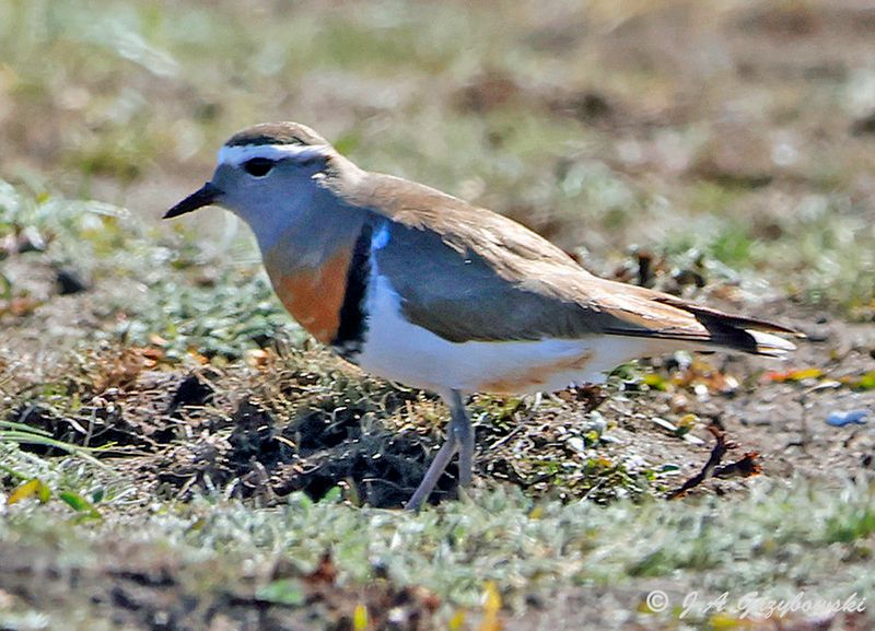 Rufous-chested Dotterel
