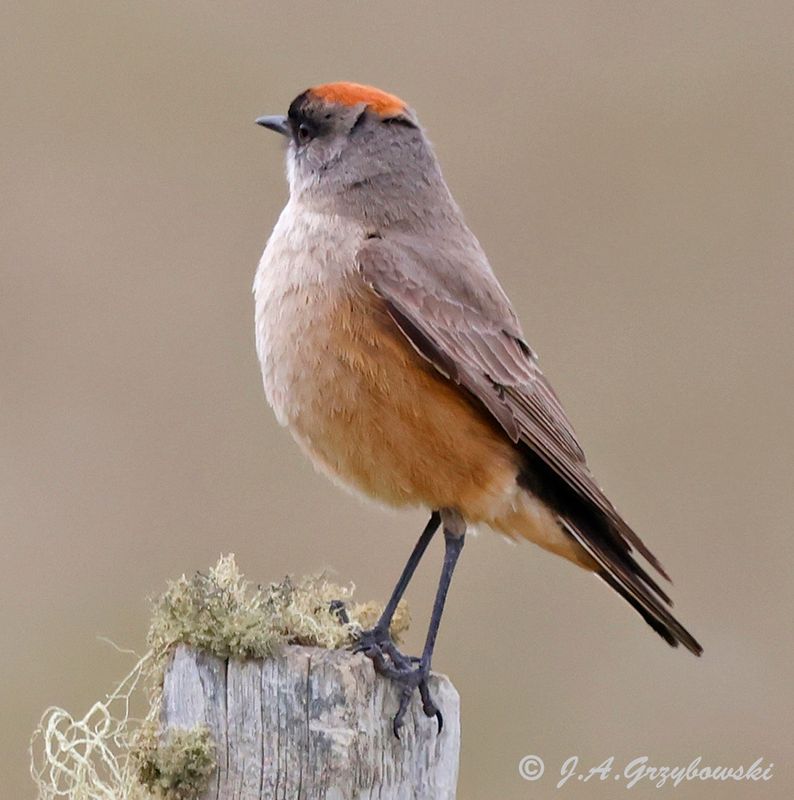 Cinnamon-bellied Ground-Tyrant