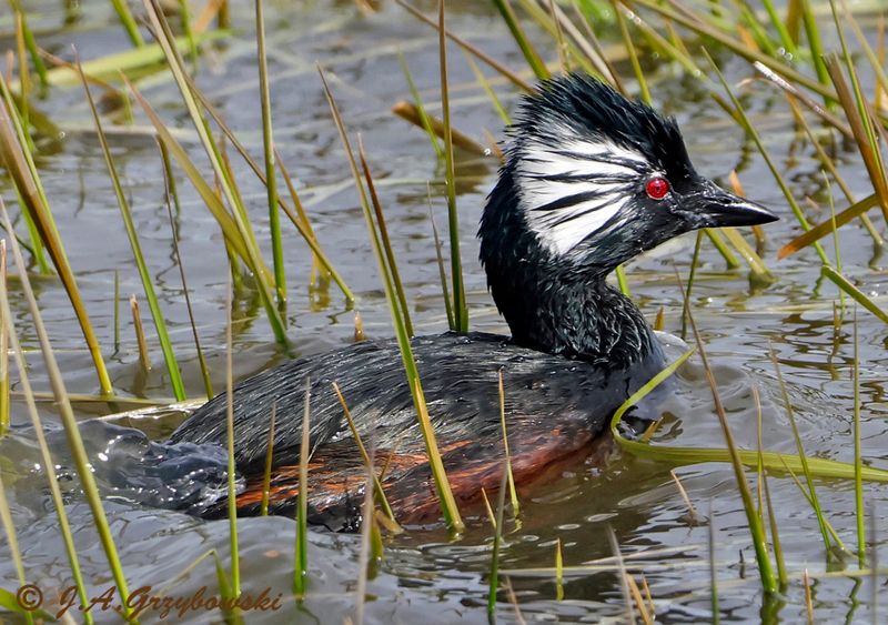 White-tufted Grebe