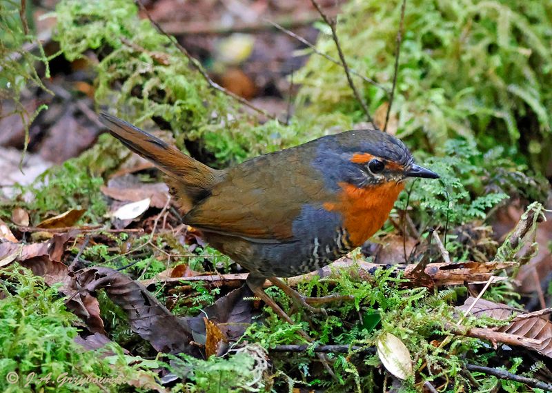 Chucao Tapaculo