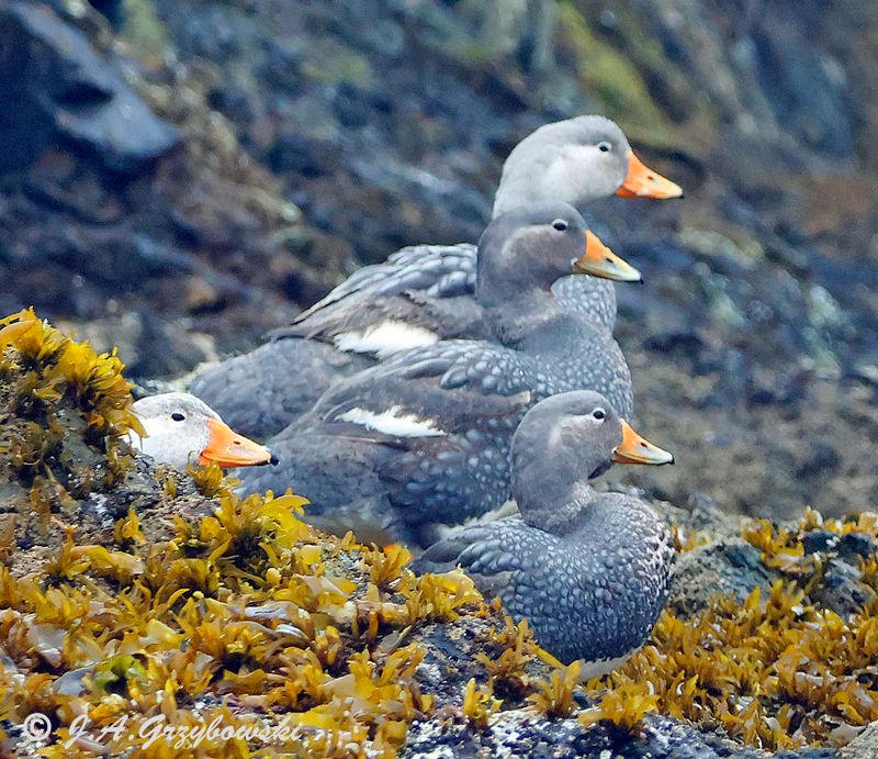 Flightless (Chiloe) Steamer-Duck