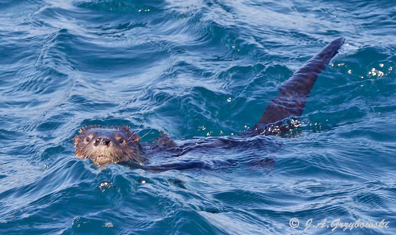 Marine Otter (Lontra felina)