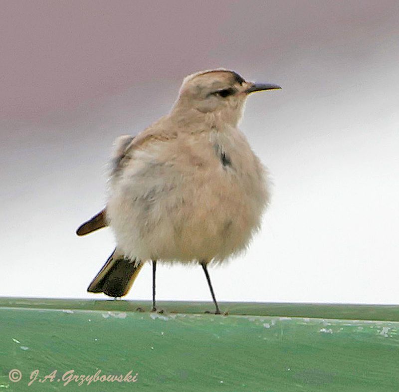 Black-fronted Ground-Tyrant