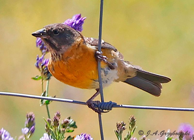 Black-hooded Sierra-Finch
