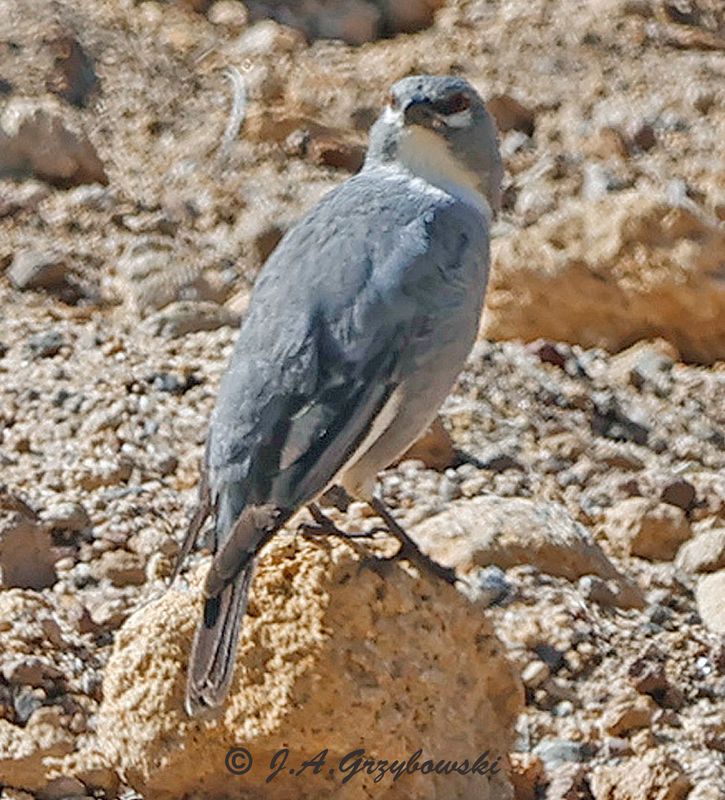 Glacier Finch