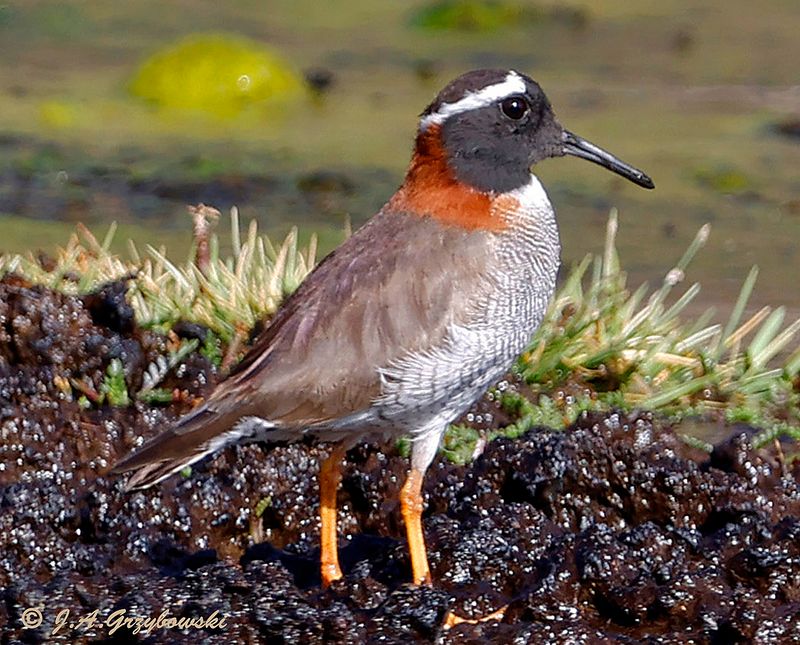Diademed Sandpiper-Plover