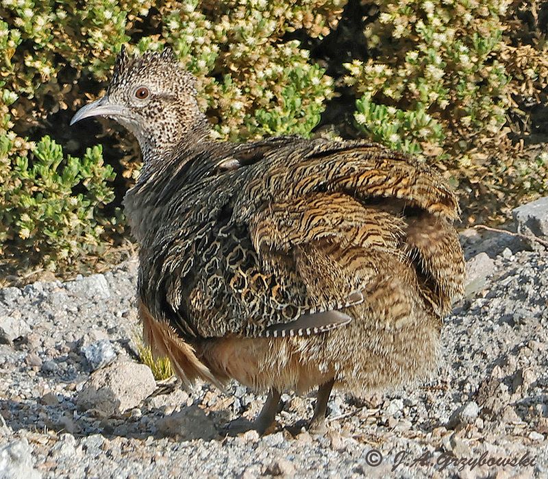 Ornate Tinamou