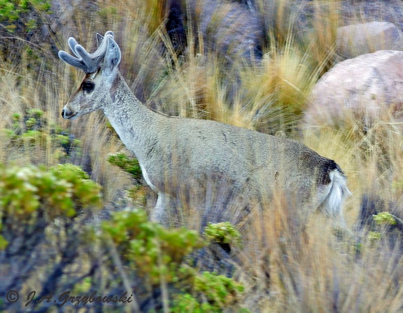 Taruca Deer (Hippocamelus antisensis)