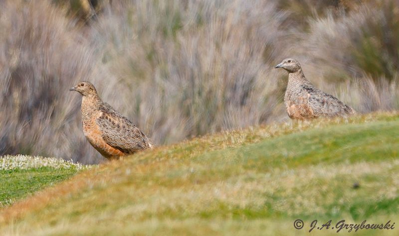 Rufous-bellied Seedsnipe (Chile)