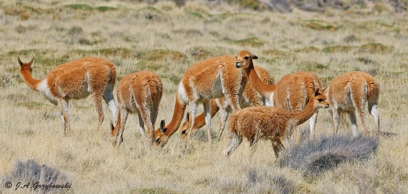 Vicuna (Lama vicugna)