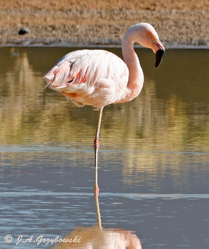 Chilean Flamingo