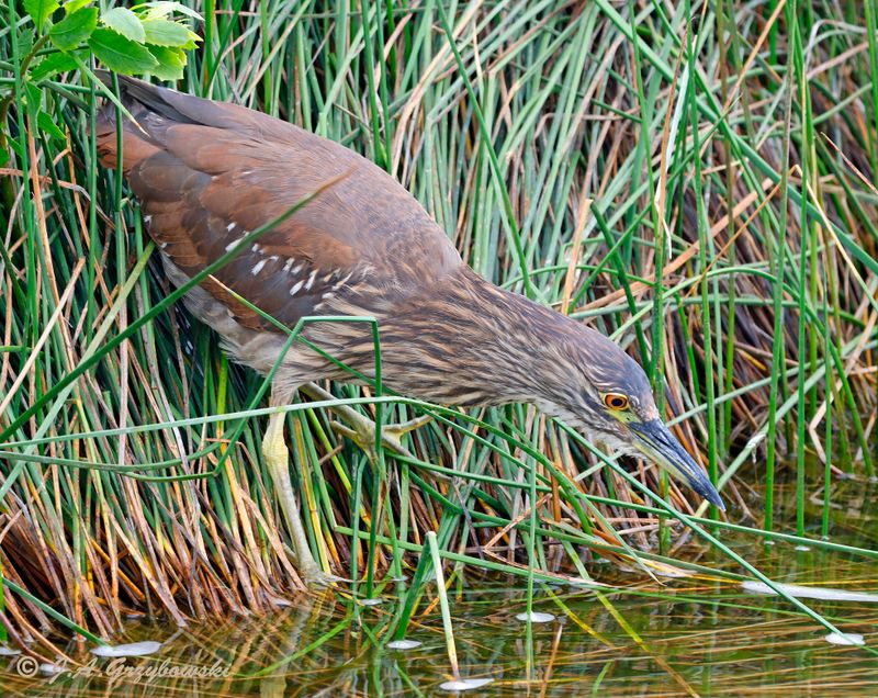 Black-crowned Night-Heron