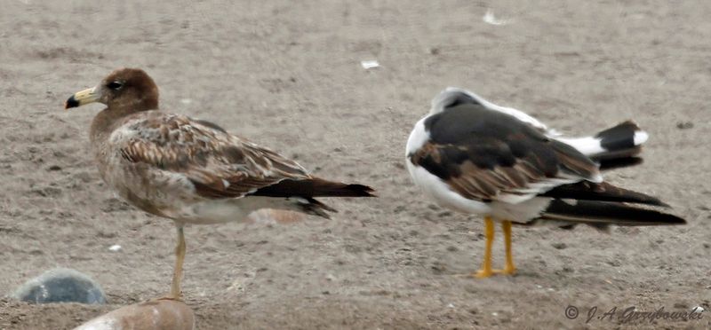 Belchers Gull